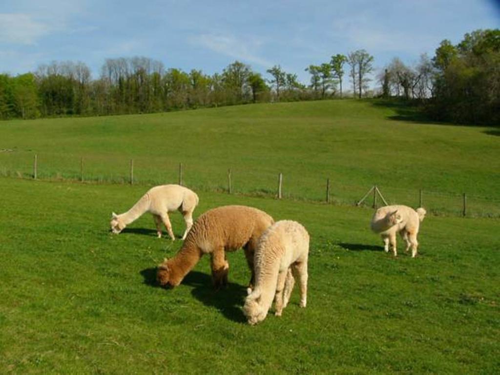 Farmstay Alpagaterie Juillac  Zewnętrze zdjęcie