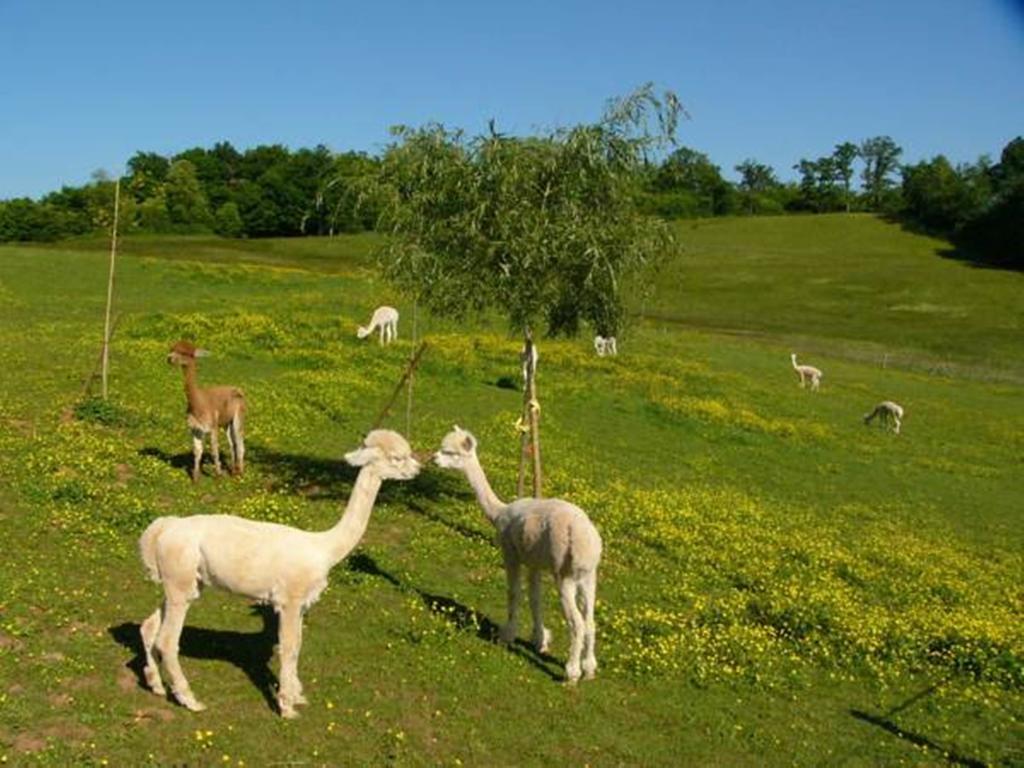 Farmstay Alpagaterie Juillac  Zewnętrze zdjęcie