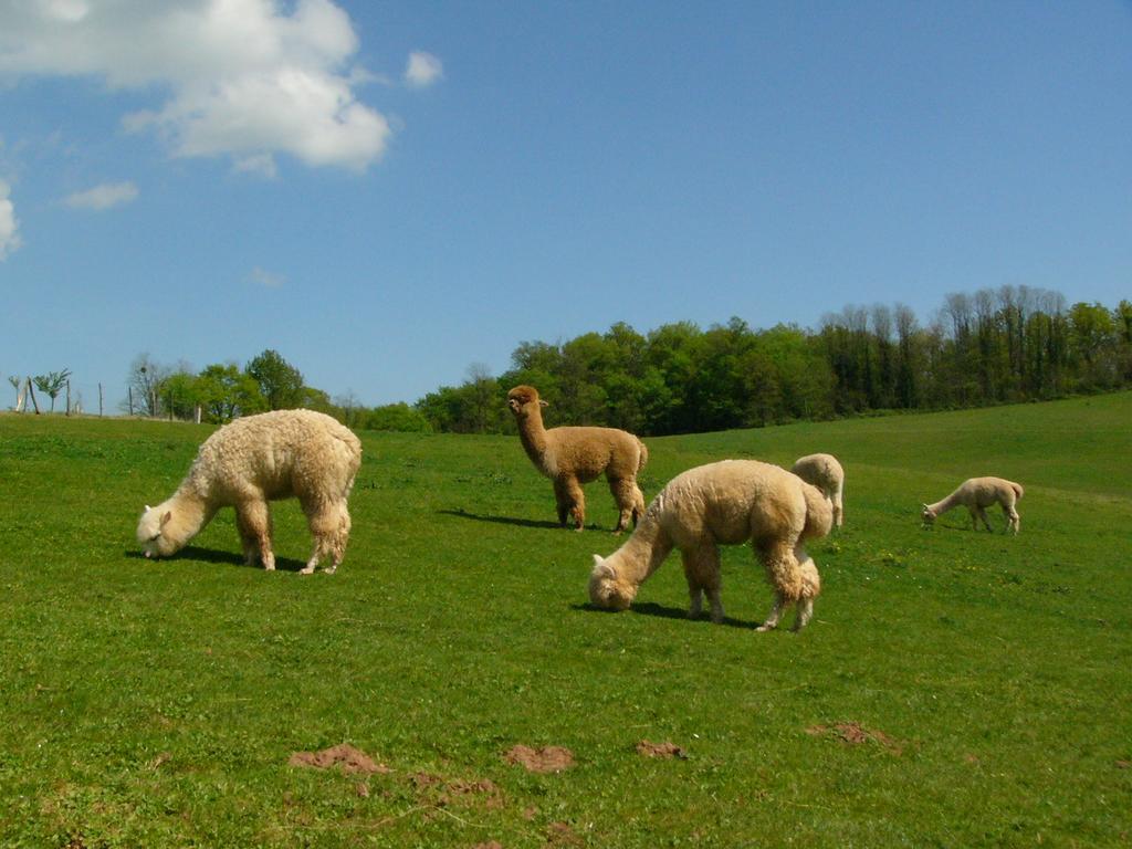 Farmstay Alpagaterie Juillac  Zewnętrze zdjęcie