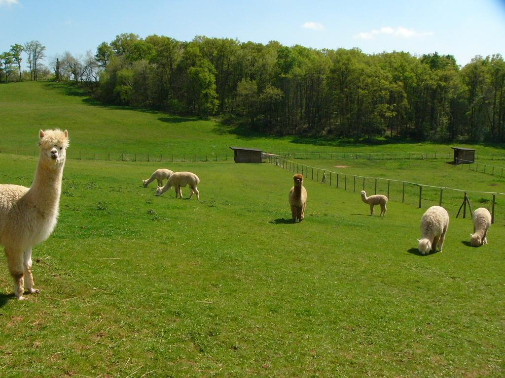 Farmstay Alpagaterie Juillac  Zewnętrze zdjęcie